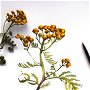 Tablou - Studiu Botanic - Achillea filipendulina( Coada șoricelului galbenă) - Nature And Colors Collection