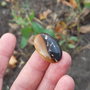 Cabochon  agat