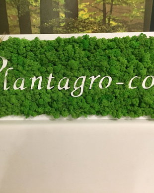 Nume firma personalizat cu licheni