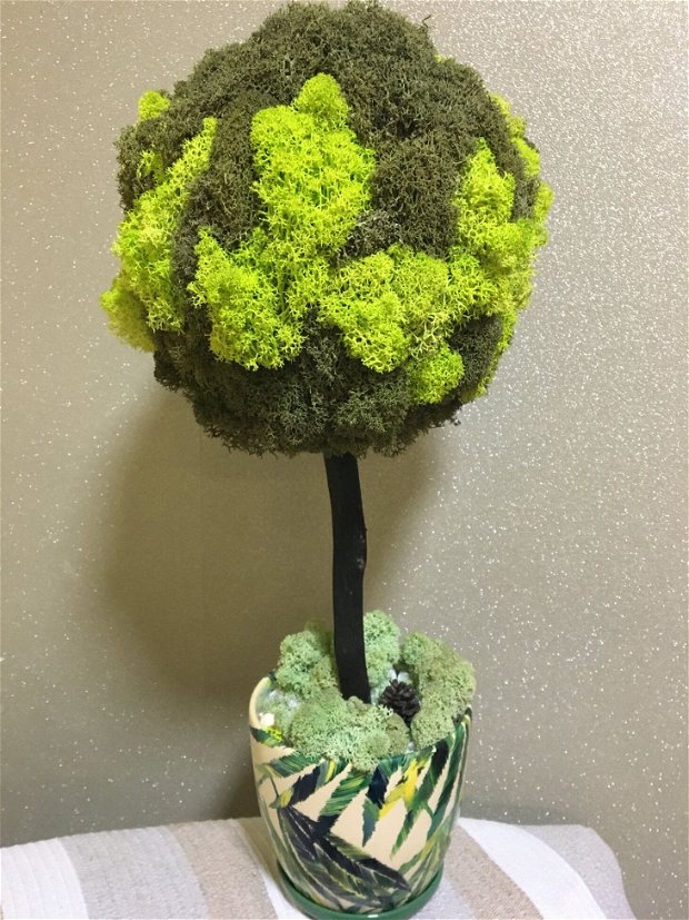 Copacel cu licheni stabilizati