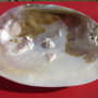 Scoica MARE naturala aprox 11x14.8 cm