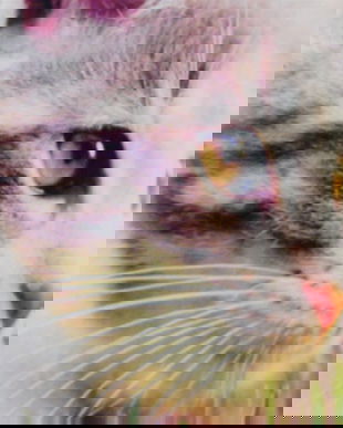 Set 2 huse perna cu pisica