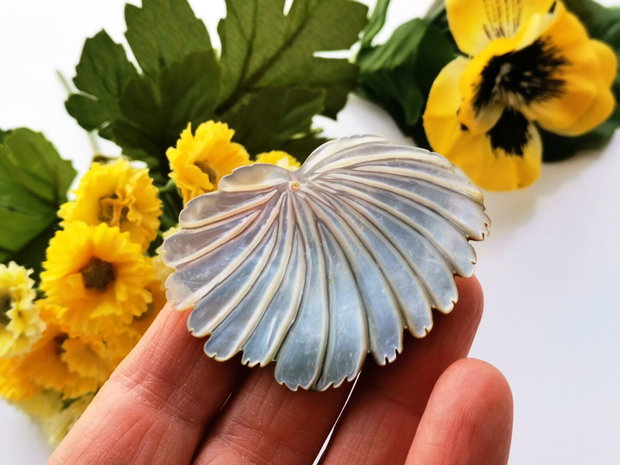 Pandant  paua shell