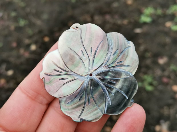 Pandant  paua shell