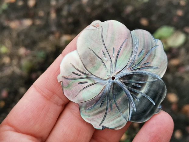 Pandant  paua shell