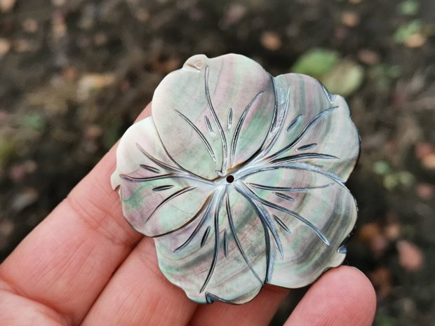 Pandant  paua shell