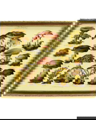 Tablouas cu o imagine cu ciuperci