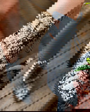 Botine Priscil Snake