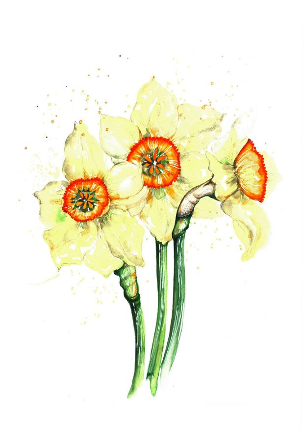 Narcise - Pictura Originala in Acuarela - Disponibil la comanda - Nature & Colors Collection