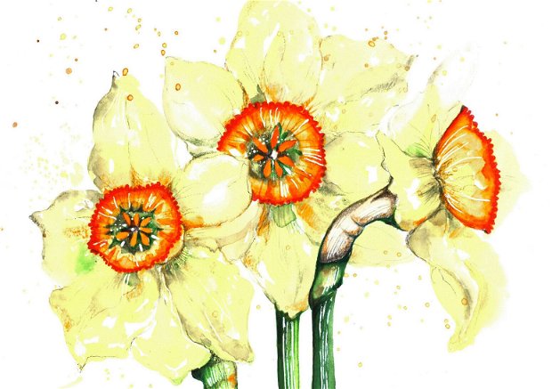 Narcise - Pictura Originala in Acuarela - Disponibil la comanda - Nature & Colors Collection