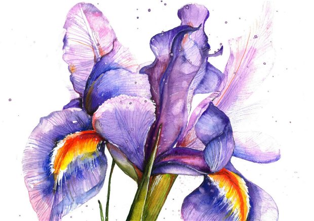 Iris - Pictura Originala in Acuarela - Nature & Colors Collection