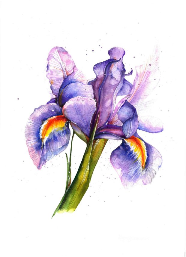 Iris - Pictura Originala in Acuarela - Nature & Colors Collection