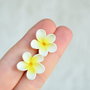 Plumeria alba- cercei surub