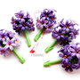 Hyacinthus orientalis(Zambile) -martisoare brose