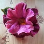 Magnolie