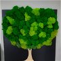 Licheni stabilizati - copacul vietii in tonuri de verde