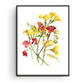Frezii - Pictura Originala in Acuarela - Disponibil la comanda - Nature & Colors Collection