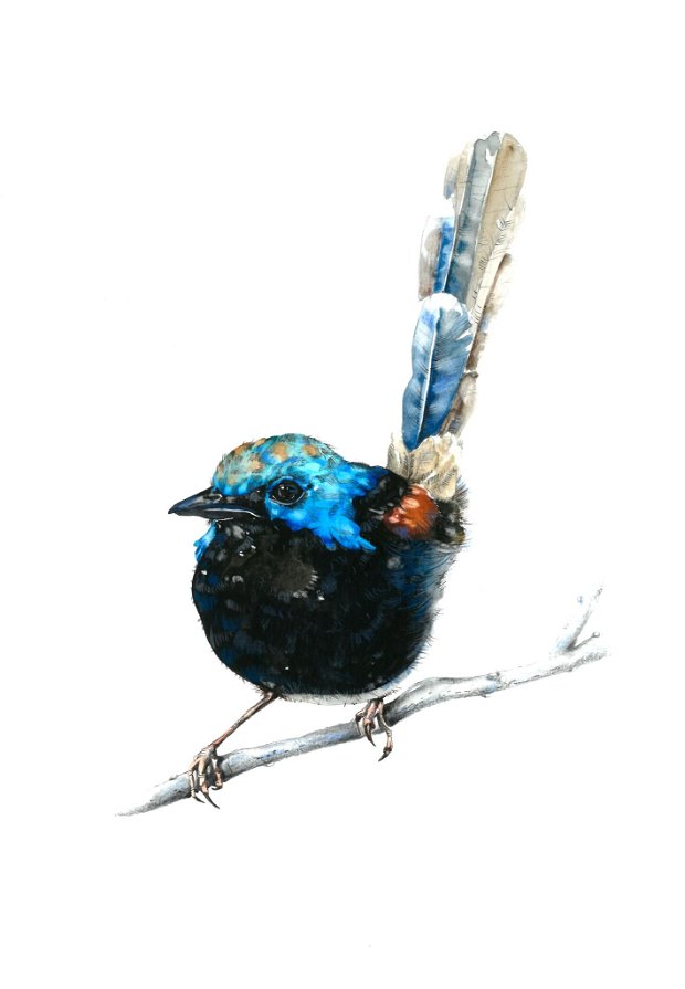 Birds Collection - Pasarea Albastra - Pictura Originala in Acuarela