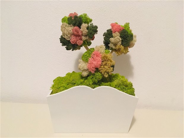 Aranjament cu licheni/bonsai