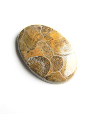 Caboson coral fosil (C5)