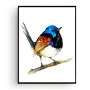 Variegated Fairywren. Pitulicea albastra - Pictura Originala in Acuarela - Birds Collection