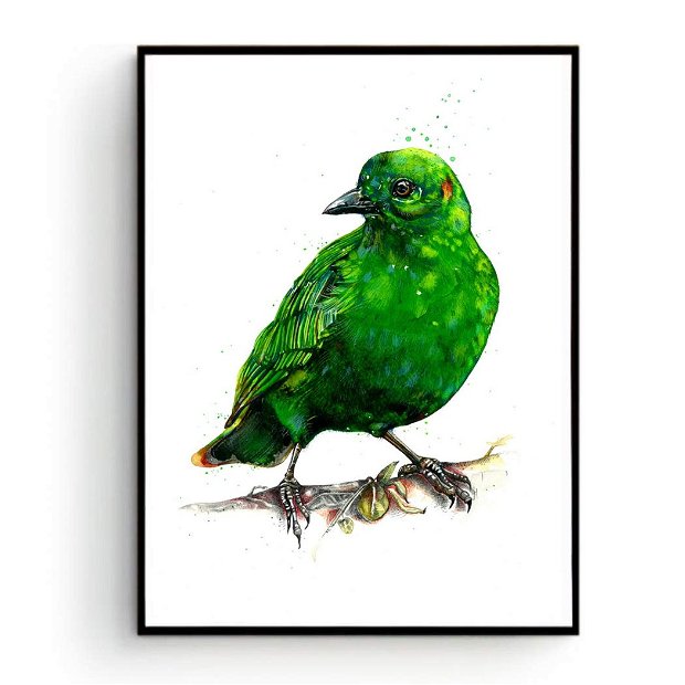 Green Bird - Pictura Originala in Acuarela - Birds Collection