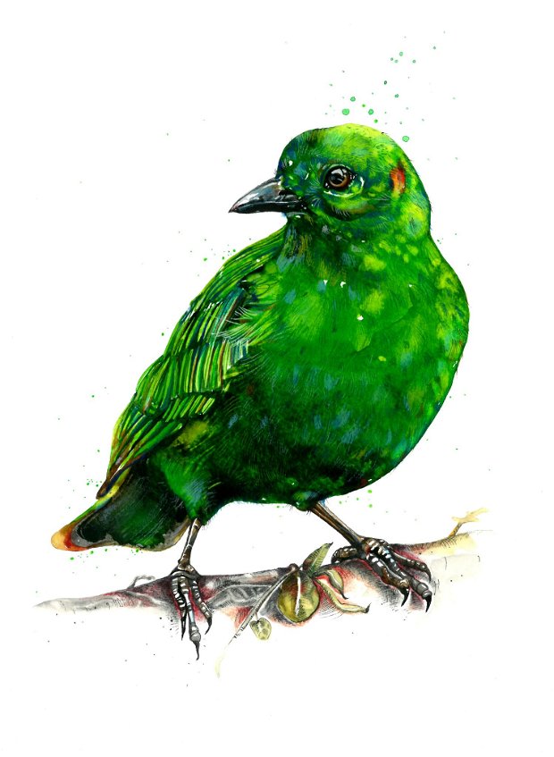 Green Bird - Pictura Originala in Acuarela - Birds Collection