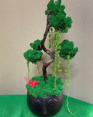 Bonsai cu licheni stabilizati
