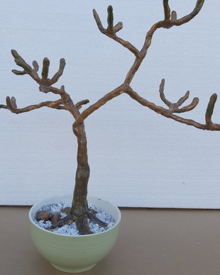 Blank tulpina bonsai