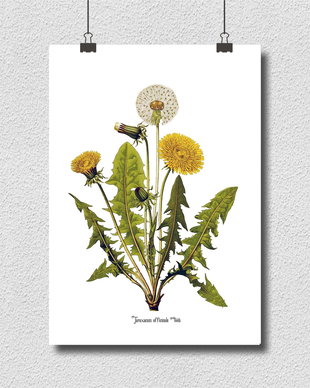 Poster Papadia, ilustratie botanica clasica