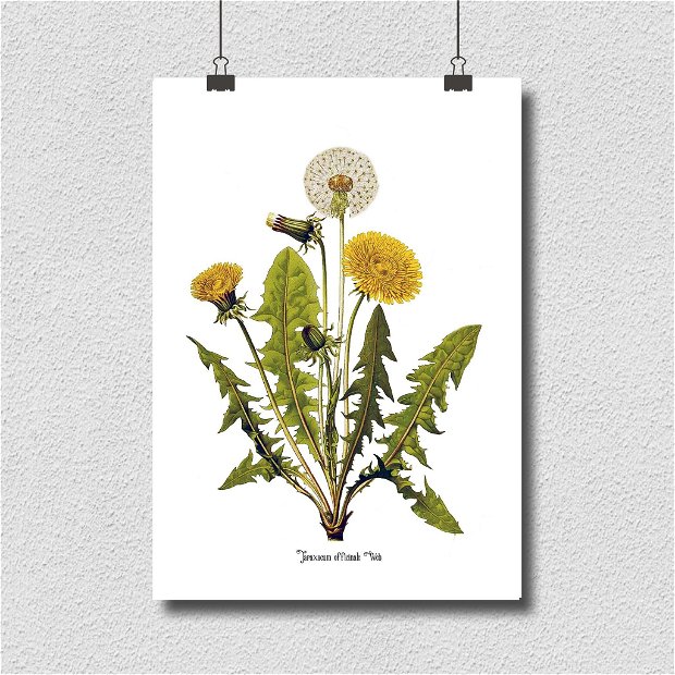 Poster Papadia, ilustratie botanica clasica