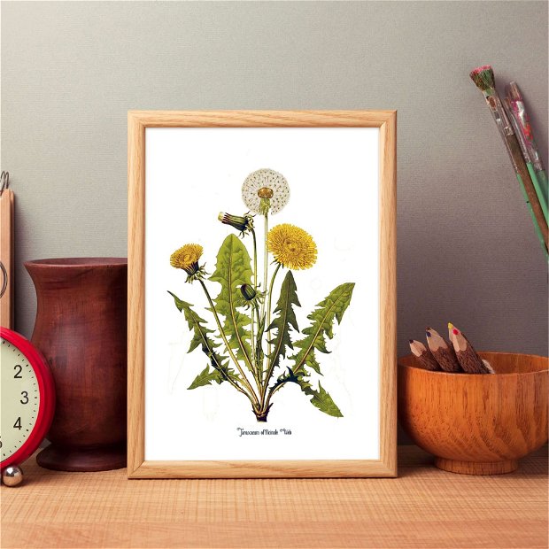 Poster Papadia, ilustratie botanica clasica
