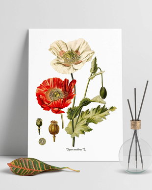 Poster Mac, ilustratie botanica clasica