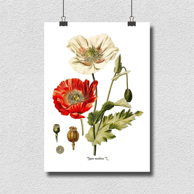 Poster Mac, ilustratie botanica clasica