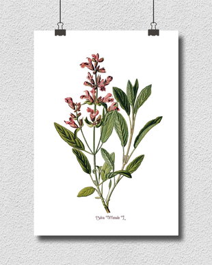 Poster Salvia, ilustratie botanica vintage