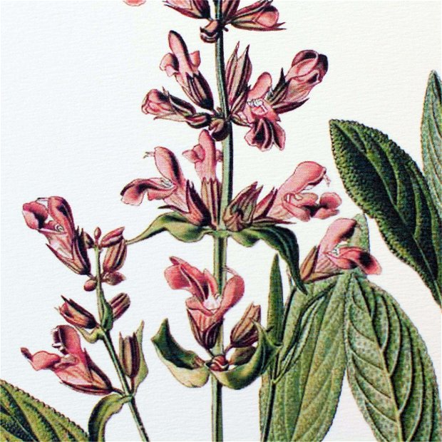 Poster Salvia, ilustratie botanica vintage