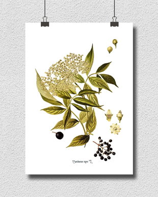 Poster  Soc, ilustratie botanica vintage