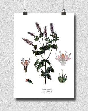 Poster Menta, ilustratie botanica vintage