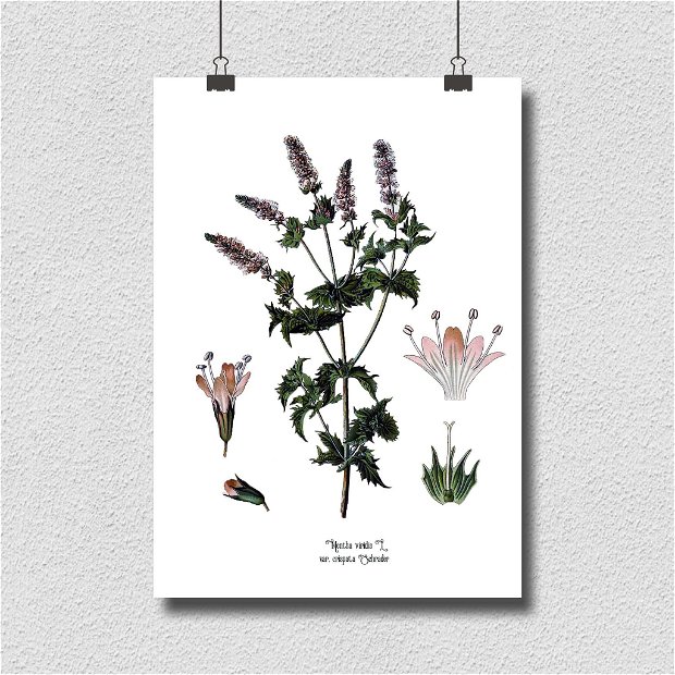 Poster Menta, ilustratie botanica vintage