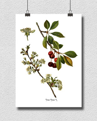 Poster Cires, ilustratie botanica vintage