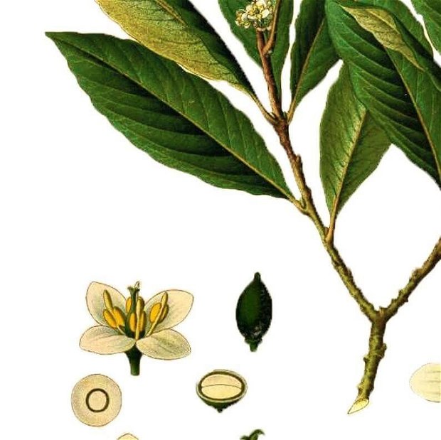 Poster Laur, ilustratie botanica vintage