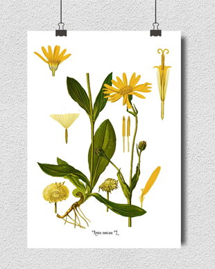 Poster Arnica, ilustratie botanica vintage
