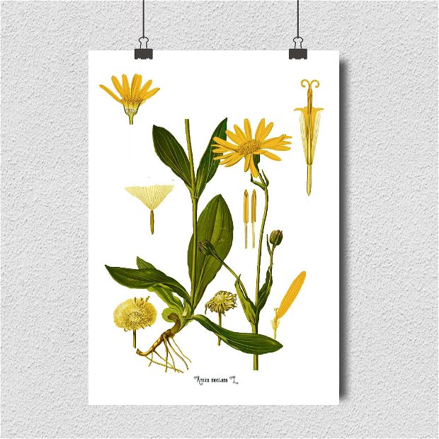 Poster Arnica, ilustratie botanica vintage