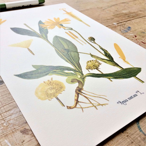 Poster Arnica, ilustratie botanica vintage