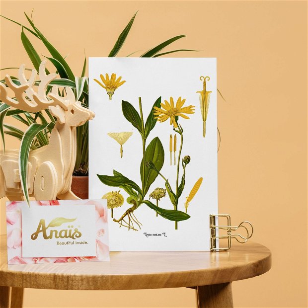 Poster Arnica, ilustratie botanica vintage