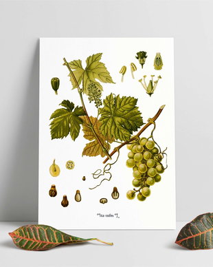 Poster Strugure, ilustratie botanica vintage