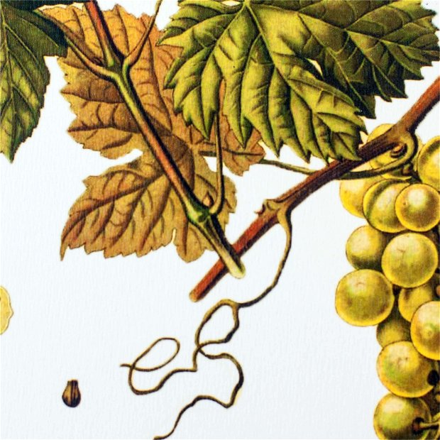 Poster Strugure, ilustratie botanica vintage
