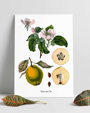 Poster Gutuie, ilustratie botanica vintage