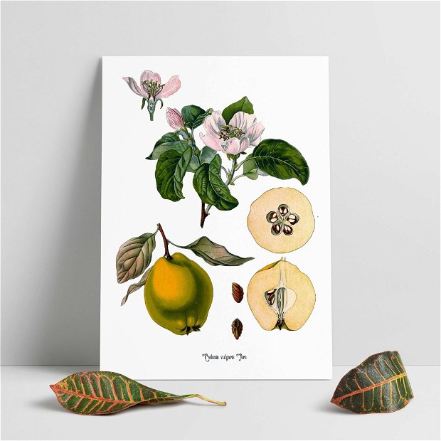 Poster Gutuie, ilustratie botanica vintage