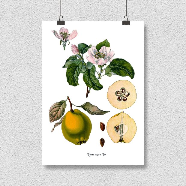 Poster Gutuie, ilustratie botanica vintage